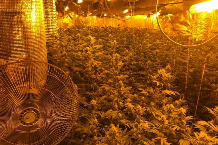 POLICIJA OTKRILA LABORATORIJU MARIHUANE U TOPOLI: Pronađeno preko 1.000 stabiljki i oružje