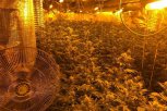 UHAPŠEN DILER IZ PROKUPLJA: U stanu uzgajao stabiljke marihuane
