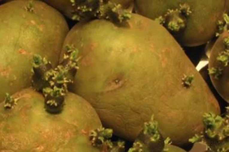 PROKLIJAO JOJ KROMPIR U POLNOM ORGANU: Najbizarnije stvari koje su pronađene u ljudima