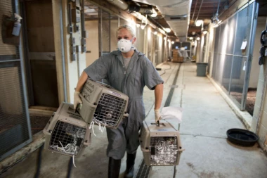 RUSI POČELI DA VAKCINIŠU ŽIVOTINJE PROTIV KORONE! Evo zašto je to od krucijalne važnosti i koja vrsta je posebno ugrožena