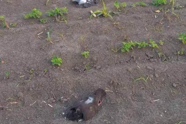 (FOTO) POMOR GOLUBOVA U BORČI! Kukuruz potopljen u otrov, a onda razbacan po njivi! OPASNOST I PO LJUDE!