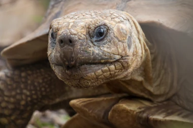 (FOTO, VIDEO) PRAVO ČUDO! Pronađena DŽINOVSKA KORNJAČA za koju se verovalo da je izumrla PRE VIŠE OD JEDNOG VEKA!