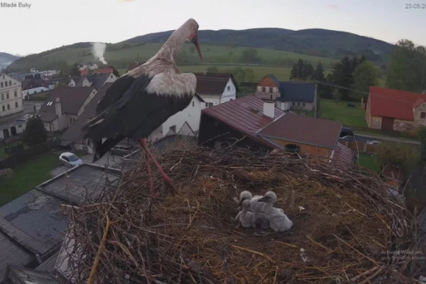 BRZO JE DOBIO POMOĆ MEŠTANA: Nakon što je majku ubila struja otac se BORI da potomci PREŽIVE! (VIDEO)