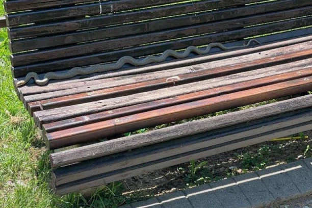 ZMIJURINA ISPREPADALA BEOGRAĐANE! Gmizavci izmileli po celom gradu, LJUDI U PANICI (FOTO)