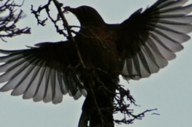 DEVOJČICA SLOMILA KIČMU BEŽEĆI OD VRANE! Učestali napadi ovih ptica, lekari ne pamte da ih je ikad bilo više! MAHOM NAPADAJU ŽENE!