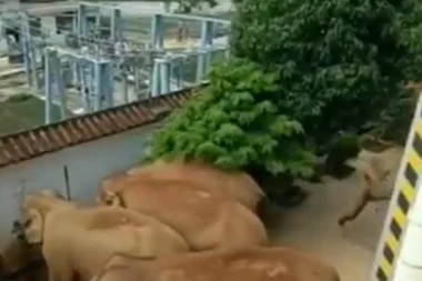 (FOTO,VIDEO) DIVLJE ŽIVOTINJE NAPALE ČITAV GRAD! Ljudi u panici, putevi blokirani