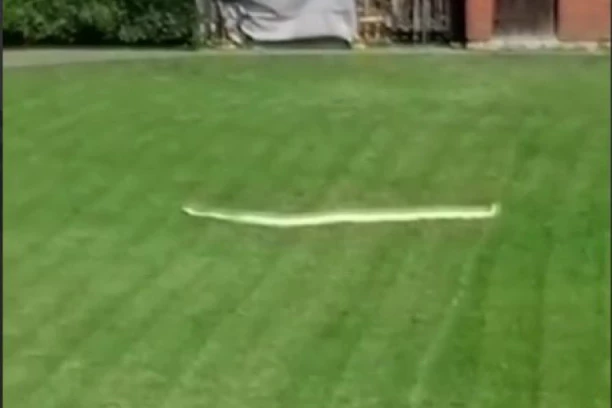 ŠOKANTAN PRIZOR U BEOGRADSKOM ZOO VRTU! Piton slobodno šeta! DIREKTOR OBJAŠNJAVA ŠTA SE ZAPRAVO DOGODILO! (FOTO, VIDEO)