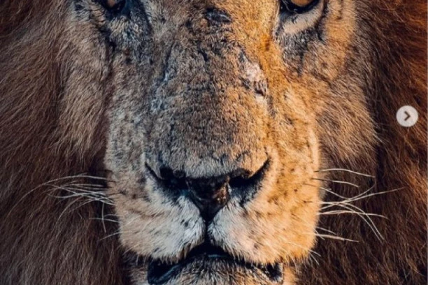 UGINUO NAJPOZNATIJI I NAJJAČI LAV NA SVETU! Završeno putovanje velikog ratnika, a pročitajte i čime je zaslužio da ga svet ŽALI i da uđe u LEGENDU!!