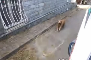 (VIDEO) DOKAZ DA JE PAS NAJBOLJI ČOVEKOV PRIJATELJ: Vlasnici je pozlilo, a on trčao za kolima Hitne pomoći sve do bolnice