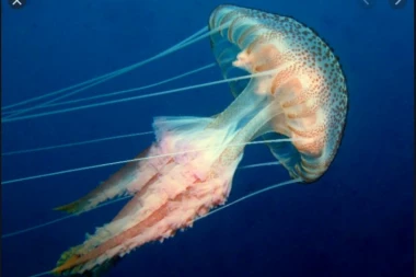 NA JADRANU SE POJAVILA OPASNA MEDUZA! Vodite računa, opekotine ostavljaju trajne posledice! IZDATO UPOZORENJE!