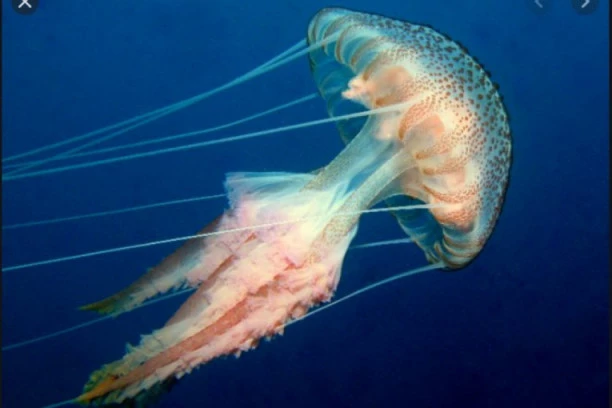 NA JADRANU SE POJAVILA OPASNA MEDUZA! Vodite računa, opekotine ostavljaju trajne posledice! IZDATO UPOZORENJE!