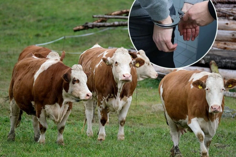 PROFITIRALI NA FIKTIVNOJ PRODAJI GOVEDA: Lišeni slobode zaposleni Veterinarske klinike