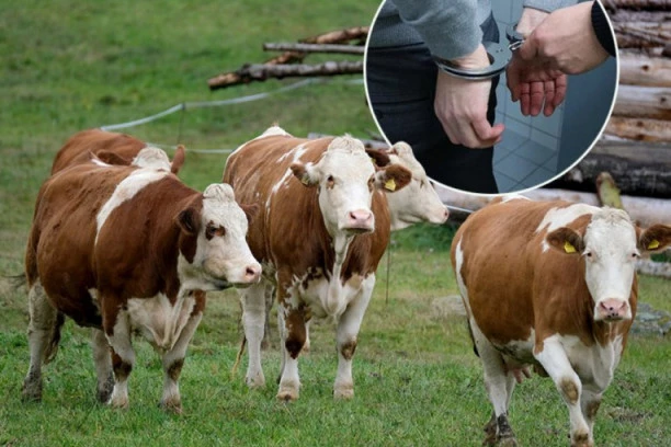 PROFITIRALI NA FIKTIVNOJ PRODAJI GOVEDA: Lišeni slobode zaposleni Veterinarske klinike