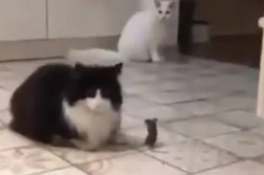 (VIDEO) ZBOG OVOG OGLASA SMEJE SE CEO SVET: Čovek prodaje dve mačke, a razlog je URNEBESAN!