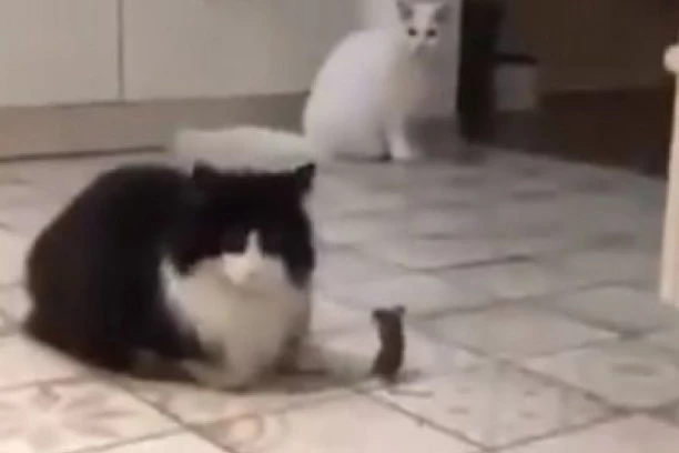 (VIDEO) ZBOG OVOG OGLASA SMEJE SE CEO SVET: Čovek prodaje dve mačke, a razlog je URNEBESAN!