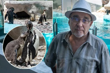 MANE I ZONA DOBILI PRINOVU: Slavlje u beogradskom Zoo vrtu, rođen prvi pingvin u Srbiji