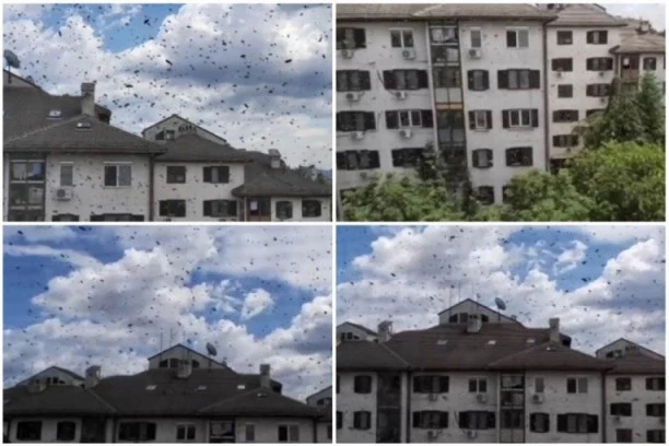 (FOTO) DRAMATIČNE SCENE NA BEŽANIJSKOJ KOSI! Stanari u strahu od najezde osa, spasava ih ALPINISTA!