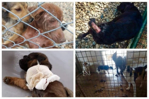 (FOTO/VIDEO) ŠTA IMA U GLAVI MONSTRUM KOJI OVAKO MUČI PSE: Došli smo u posed uznemirujućih fotografija azila u Kragujevcu, OVO JE ZA DEBELU ROBIJU!