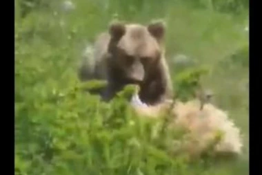 DRAMA U SELU ZAOVINE! Medved se samo stvorio ispred Anđelije i samo ODNEO OVNA SA SOBOM!