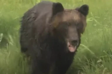 (VIDEO) OPŠTI HAOS NA ULICAMA! Medved upao mrtav gladan u grad! LJUDI SPAŠAVALI ŽIVE GLAVE!