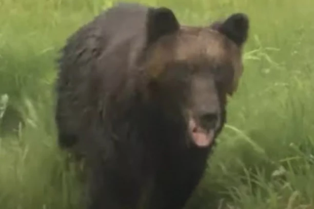 (VIDEO) OPŠTI HAOS NA ULICAMA! Medved upao mrtav gladan u grad! LJUDI SPAŠAVALI ŽIVE GLAVE!