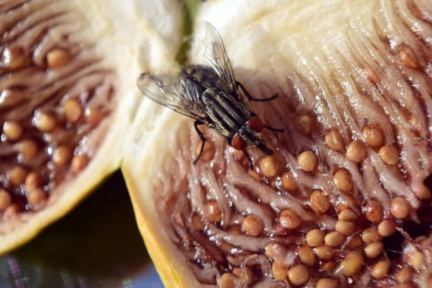Pojeli ste hranu na koju je sletela muva? Evo šta može da vam se desi, a niste ni slutili! ZGADIĆE VAM SE ŽIVOT