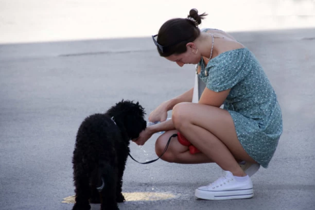 PAKLENE VRUĆINE OPASNE ZA ŽIVOTINJE: Najbolji načini kako da im pomognete, ako ovo primetite - HITNO VETERINARU!