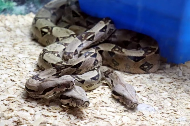 (FOTO) HOROR SCENA: Žena pronašla ZMIJARNIK ispod svog kreveta, GUJE SE KOTILE DOK JE ONA SPAVALA!