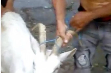 (UZNEMIRUJUČI VIDEO) MUČE I KOLJU ŽIVOTINJE BEZ BILO KAKVIH PROBLEMA U CENTRU BEOGRADA! Ljudi zgroženi!