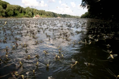 SVAKOG TRENUTKA ĆE SE DESITI FENOMEN REKE TISE! Svi željno iščekuju, ipak sve zavisi od OVOGA