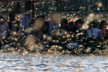 (FOTO) NEVEROVATAN FENOMEN KOJI SE DEŠAVA NA SAMO TRI LOKACIJE U SVETU: Fantastičan prizor cvetanja Tise kod Kanjiže!