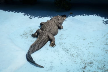 MUJA SLAVI JUBILEJ! Na današnji dan pre 85 godina najstariji aligator je stigao u Beograd!