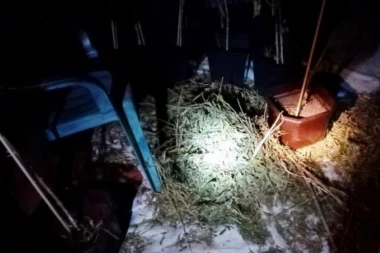 (FOTO) OTKRIVENA LABORATORIJA  ZA UZGOJ MARIHUANE KOD TOPOLE! Ćetvoro uhapšeno!