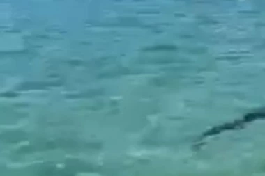 VELIKA AJKULA POJAVILA SE U JADRANSKOM MORU! Morska neman u Hrvatskoj uplašila kupače: OVDE JE NIKAD NISMO VIDELI!