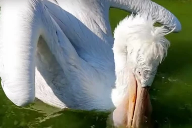 Na Dunavu uočena SPECIFIČNA PTICA, istraživači ne veruju svojim očima! OVO SE NIJE DESILO PREKO 100 GODINA!