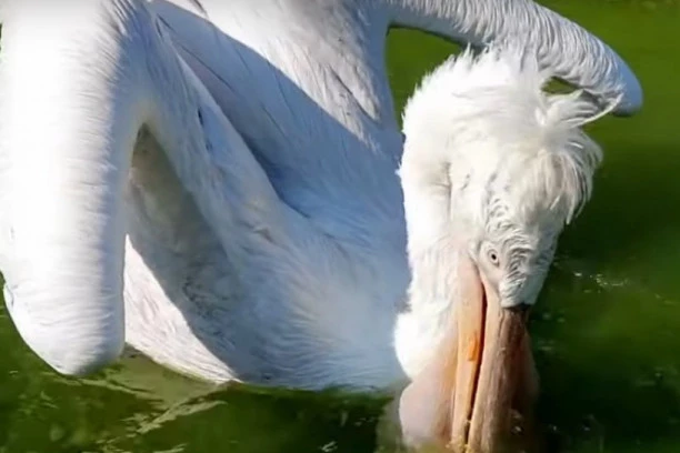 Na Dunavu uočena SPECIFIČNA PTICA, istraživači ne veruju svojim očima! OVO SE NIJE DESILO PREKO 100 GODINA!