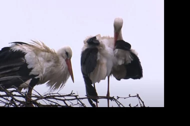 (FOTO,VIDEO) CEO REGION U SUZAMA: Uginula čuvena MALENA, roda koja je godinama verno čekala svog KLEPETANA!