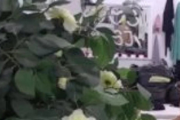 (VIDEO)  Mišel NIJE MOGAO DA IZAĐE NA KRAJ sa Aleks i Miljanom: A evo šta su mu URADILE!