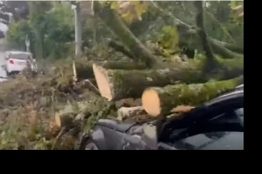 NESREĆA NA SAVSKOM VENCU! Drvo od 15 metara SE SRUŠILO NA TAKSI u pokretu!