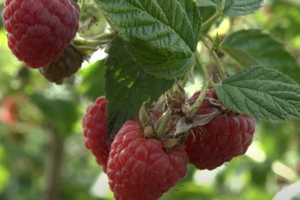 VELIKE MUKE SRPSKIH SELJAKA! Malina im došla glave: Lopovi noću KRADU crveno zlato, POLICIJA STRAŽARI!