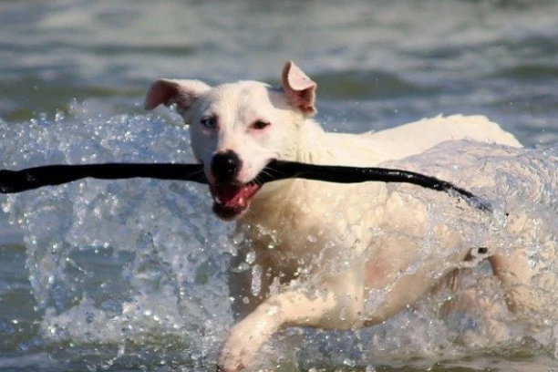 DA LI STE ZNALI DA JE SRČANI CRV U STVARI PRAVI CRV? Ne želite da se ovo dogodi vašem ljubimcu, evo kako da sprečite najgore