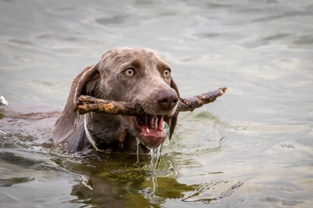 RASE PASA KOJE VOLE DA SE KUPAJU: Savršeni partneri za more, jezero ili bazen (+ VIDEO DOKAZ)