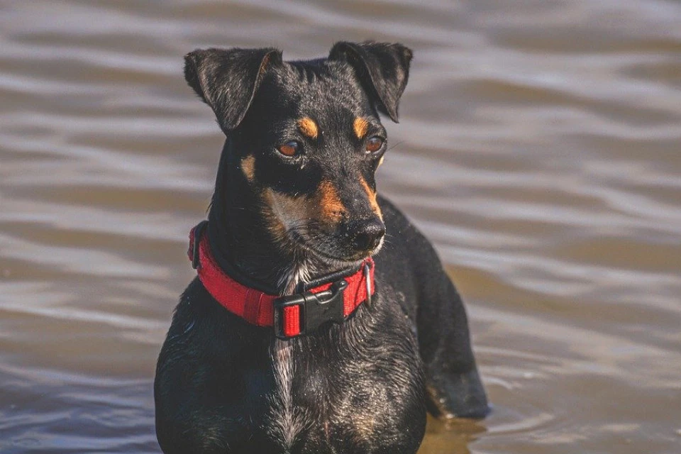 DOKAZ DA LJUBAV MENJA SVET: Priča o ovom psu raznežila svet (VIDEO)