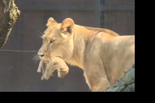 LAVOVI POJELI TROJE DECE U NACIONALNOM PARKU U TANZANIJI!