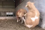 PREDEBEO ZA PARENJE! Ljubavne muke jednog bika kom se svi smeju (VIDEO)