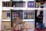 (VIDEO) VOLI FLAŠU VIŠE OD SVEGA: Majmun PROVALIO u prodavnicu i NATEGAO liker, a radnik koji je pokušao da ga zaustavi se NIJE najbolje proveo!