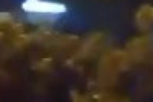 MAJKA I SIN SMRSKANI U VOZILU, OBJAVLJENA JEZIVA FOTOGRAFIJA S MESTA UDESA! Potresne scene kod Velikog Gradišta, teško povređen mladić! (FOTO)