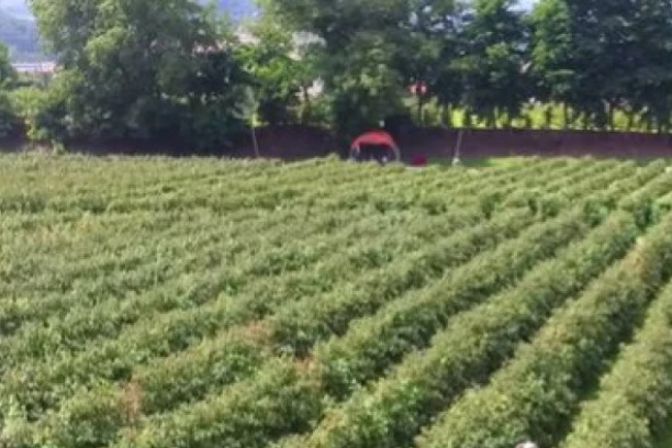 PROBLEMI UOČI SEZONE: Berača malina nema u Srbiji ni za dnevnicu od 5.000 dinara!