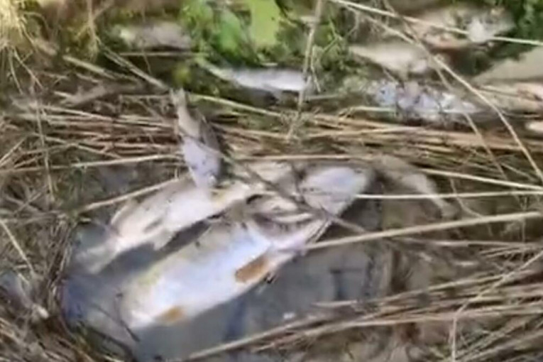 Veliki pomor ribe u Karašici kod Donjeg Miholjca: 'Izvukli smo sto kila, uglavnom sve mrtvo'