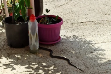 ULJEZ MI SE UVUK'O U CVEĆE! Beograđanka ZANEMELA OD ŠOKA kad je videla OGROMNU ZMIJU u dvorištu: Guja se opušteno šetala dok sam se ja TRESLA